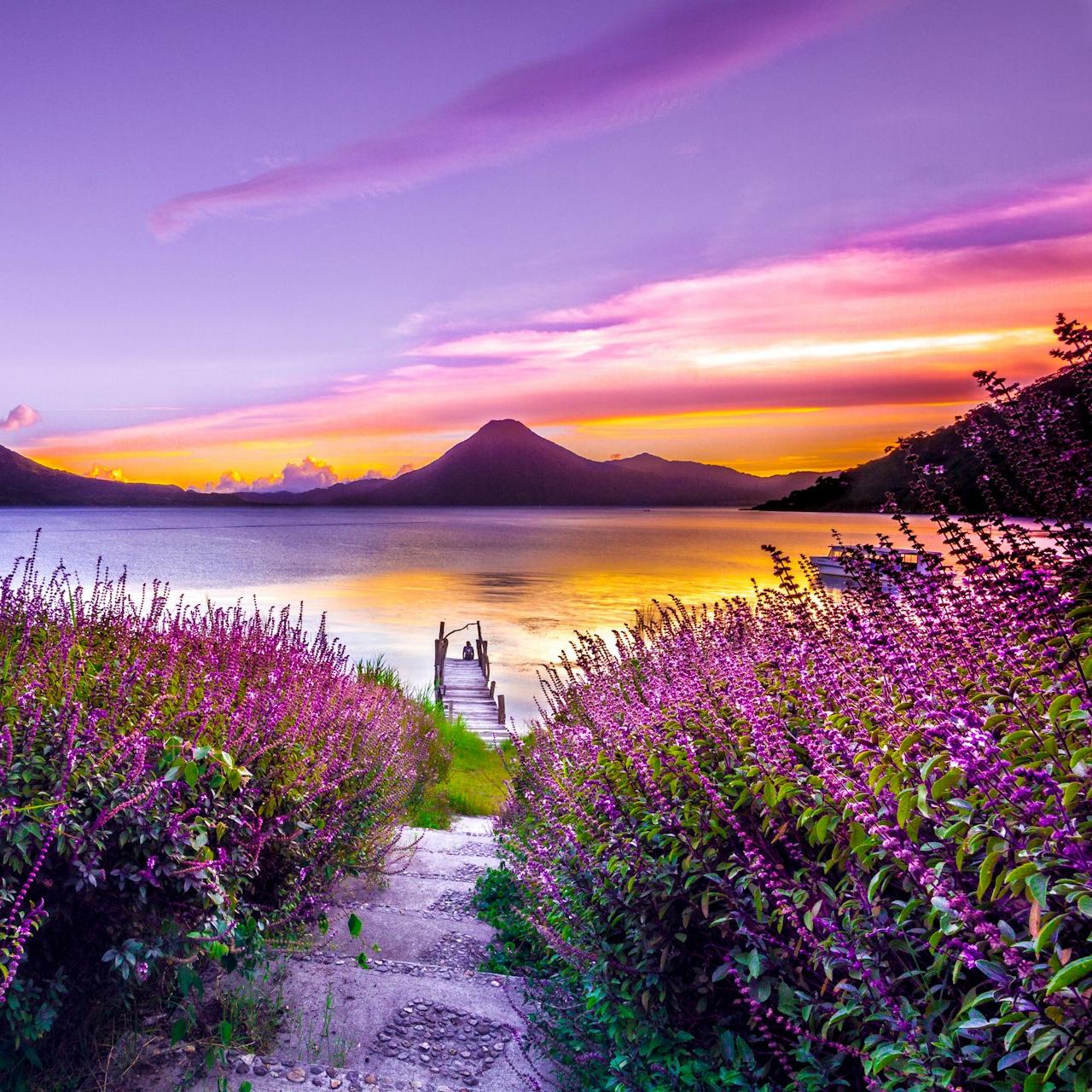 brown wooden dock between lavender flower field near body of water during golden hour