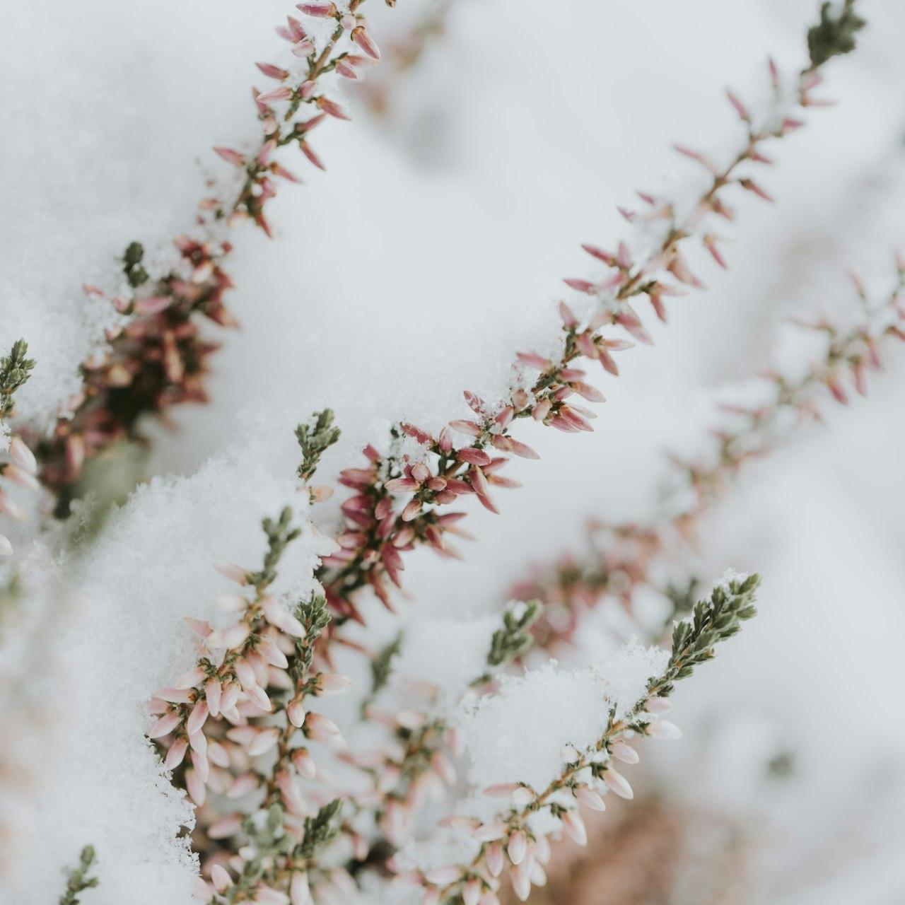 selective focus photography of pink and green leaf plants covered on snow