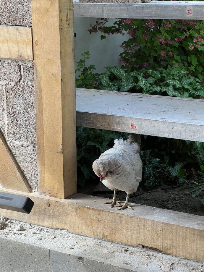 Huhn im Fachwerk